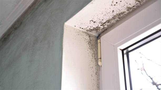 Best Attic Mold Removal  in Niagara, WI