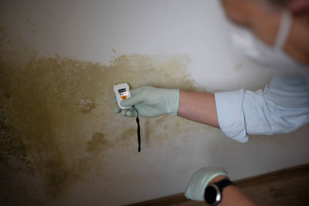 Best Black Mold Removal  in Niagara, WI