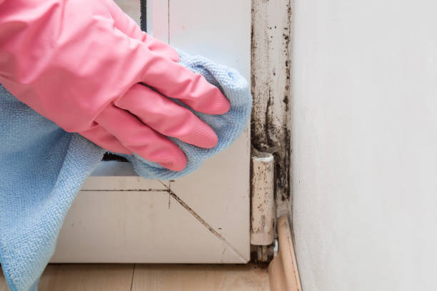 Best Mold Removal Near Me  in Niagara, WI